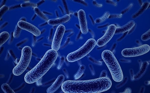 lợi khuẩn Bacillus subtilis