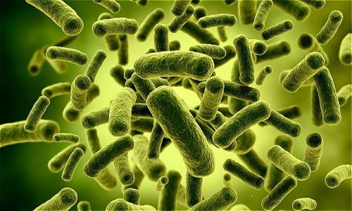 Bifidobacterium