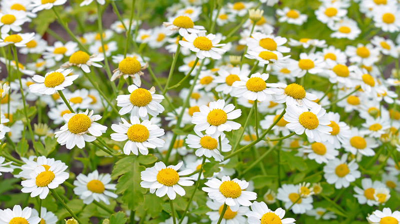 Chiết xuất Cúc thơm ( Feverfew)