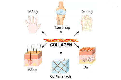 collagen