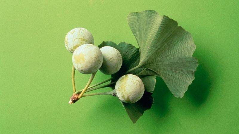 Gingko biloba