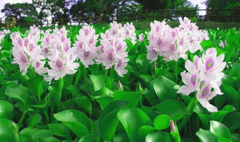 Bèo Nhật Bản